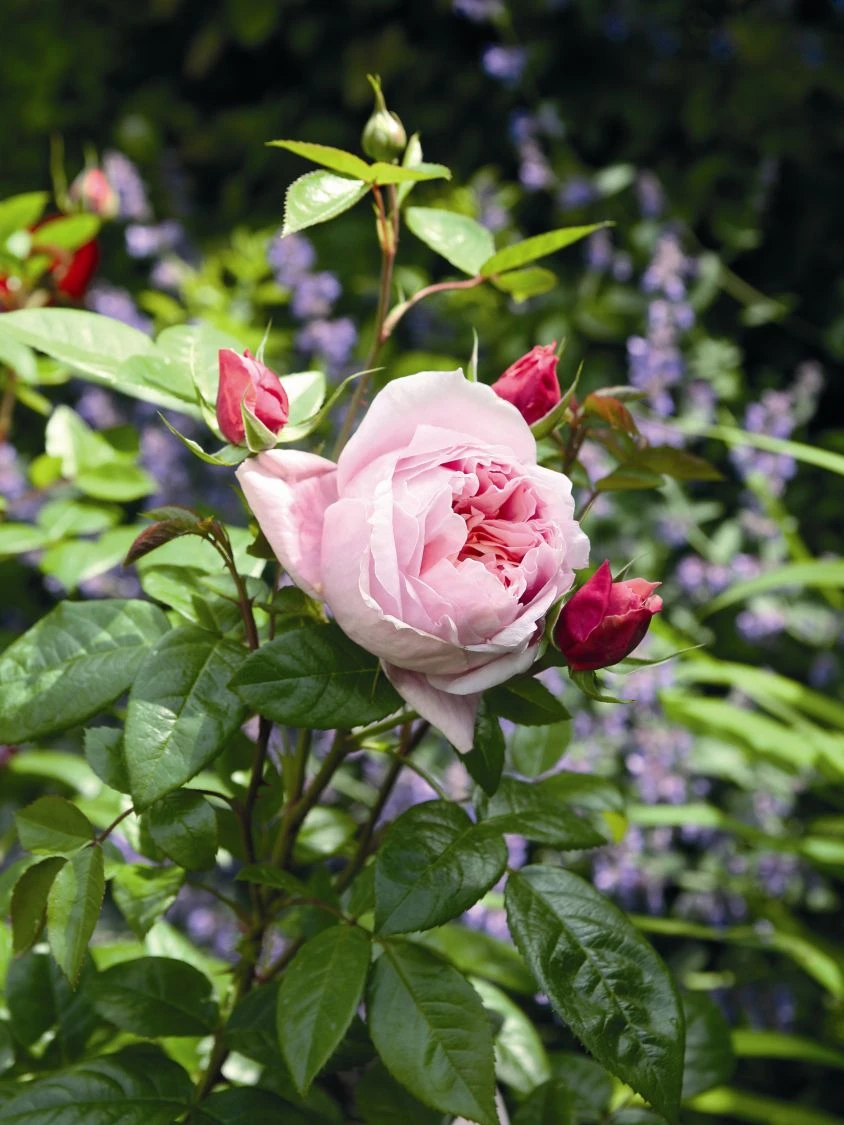 Nostalgie®-Edelrose 'Schöne Maid' ® 2 Nostalgie®-Edelrose 'Schöne Maid' ® – Bild 2