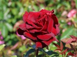 Edelrose 'Schwarze Madonna' ®