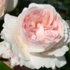 Strauchrose 'Sebastian KNEIPP' ®