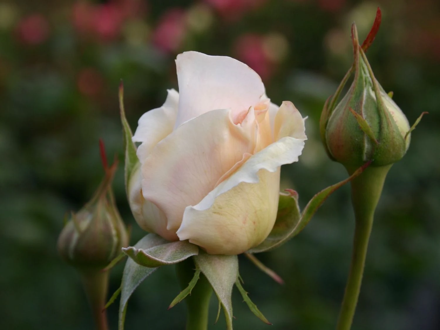 Strauchrose 'Sebastian KNEIPP' ® 2 Strauchrose 'Sebastian KNEIPP' ® – Bild 2