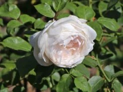 Strauchrose 'Sebastian KNEIPP' ® 6 Strauchrose 'Sebastian KNEIPP' ® -Edelrosen Geschaft edelrose sebastian kneipp m002722 w 2