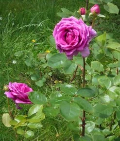 Edelrose 'Senteur Royale' ® -Edelrosen Geschaft edelrose senteur royale m005970 430730 0