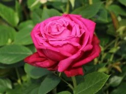 Edelrose 'Senteur Royale' ®