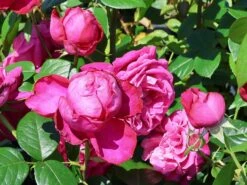 Edelrose 'Senteur Royale' ® -Edelrosen Geschaft edelrose senteur royale m005970 w 0