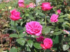 Edelrose 'Senteur Royale' ® -Edelrosen Geschaft edelrose senteur royale m005970 w 1