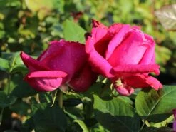 Edelrose 'Senteur Royale' ® -Edelrosen Geschaft edelrose senteur royale m005970 w 2