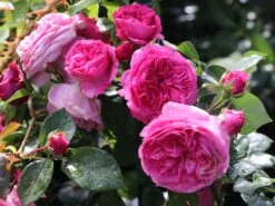 Edelrose 'Senteur Royale' ® -Edelrosen Geschaft edelrose senteur royale m005970 w 3