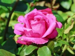 Edelrose 'Senteur Royale' ® -Edelrosen Geschaft edelrose senteur royale m005970 w 5