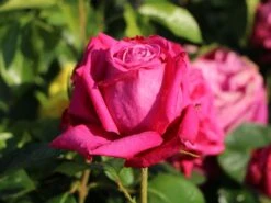 Edelrose 'Senteur Royale' ® -Edelrosen Geschaft edelrose senteur royale m005970 w 6