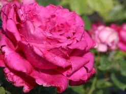 Edelrose 'Senteur Royale' ® -Edelrosen Geschaft edelrose senteur royale m005970 w 7