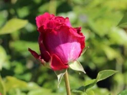 Edelrose 'Senteur Royale' ® -Edelrosen Geschaft edelrose senteur royale m005970 w 8