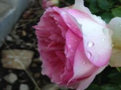 Edelrose 'Souvenir De Baden-Baden' -Edelrosen Geschaft edelrose souvenir de baden baden m046815 1338879 0