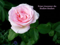 Edelrose 'Souvenir De Baden-Baden' -Edelrosen Geschaft edelrose souvenir de baden baden m046815 1341765 0