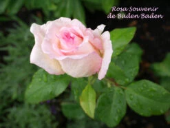 Edelrose 'Souvenir De Baden-Baden' -Edelrosen Geschaft edelrose souvenir de baden baden m046815 1341765 1