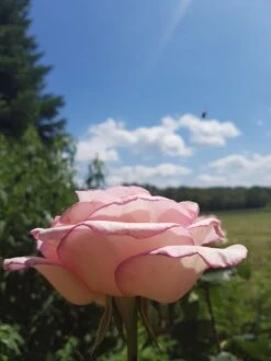 Edelrose 'Souvenir De Baden-Baden' -Edelrosen Geschaft edelrose souvenir de baden baden m046815 193676 0