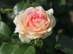 Edelrose 'Souvenir De Baden-Baden' -Edelrosen Geschaft edelrose souvenir de baden baden m046815 w 0 1