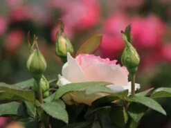 Edelrose 'Souvenir De Baden-Baden' -Edelrosen Geschaft edelrose souvenir de baden baden m046815 w 0