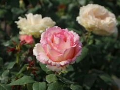 Edelrose 'Souvenir De Baden-Baden' -Edelrosen Geschaft edelrose souvenir de baden baden m046815 w 2 1