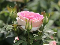 Edelrose 'Souvenir De Baden-Baden' -Edelrosen Geschaft edelrose souvenir de baden baden m046815 w 2