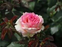 Edelrose 'Souvenir De Baden-Baden' -Edelrosen Geschaft edelrose souvenir de baden baden m046815 w 3 1