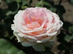 Edelrose 'Souvenir De Baden-Baden' -Edelrosen Geschaft edelrose souvenir de baden baden m046815 w 5