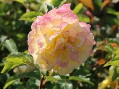 Edelrose 'Sterntaler' ® 18 Edelrose 'Sterntaler' ® -Edelrosen Geschaft edelrose sterntaler m006094 w 0