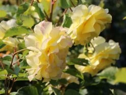 Edelrose 'Sterntaler' ® 14 Edelrose 'Sterntaler' ® -Edelrosen Geschaft edelrose sterntaler m006094 w 1