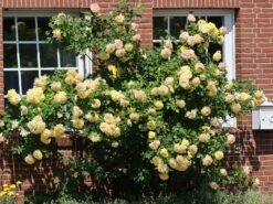 Edelrose 'Sterntaler' ® 12 Edelrose 'Sterntaler' ® -Edelrosen Geschaft edelrose sterntaler m006094 w 2