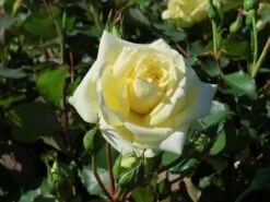 Edelrose 'Sterntaler' ® 17 Edelrose 'Sterntaler' ® -Edelrosen Geschaft edelrose sterntaler m006094 w 3