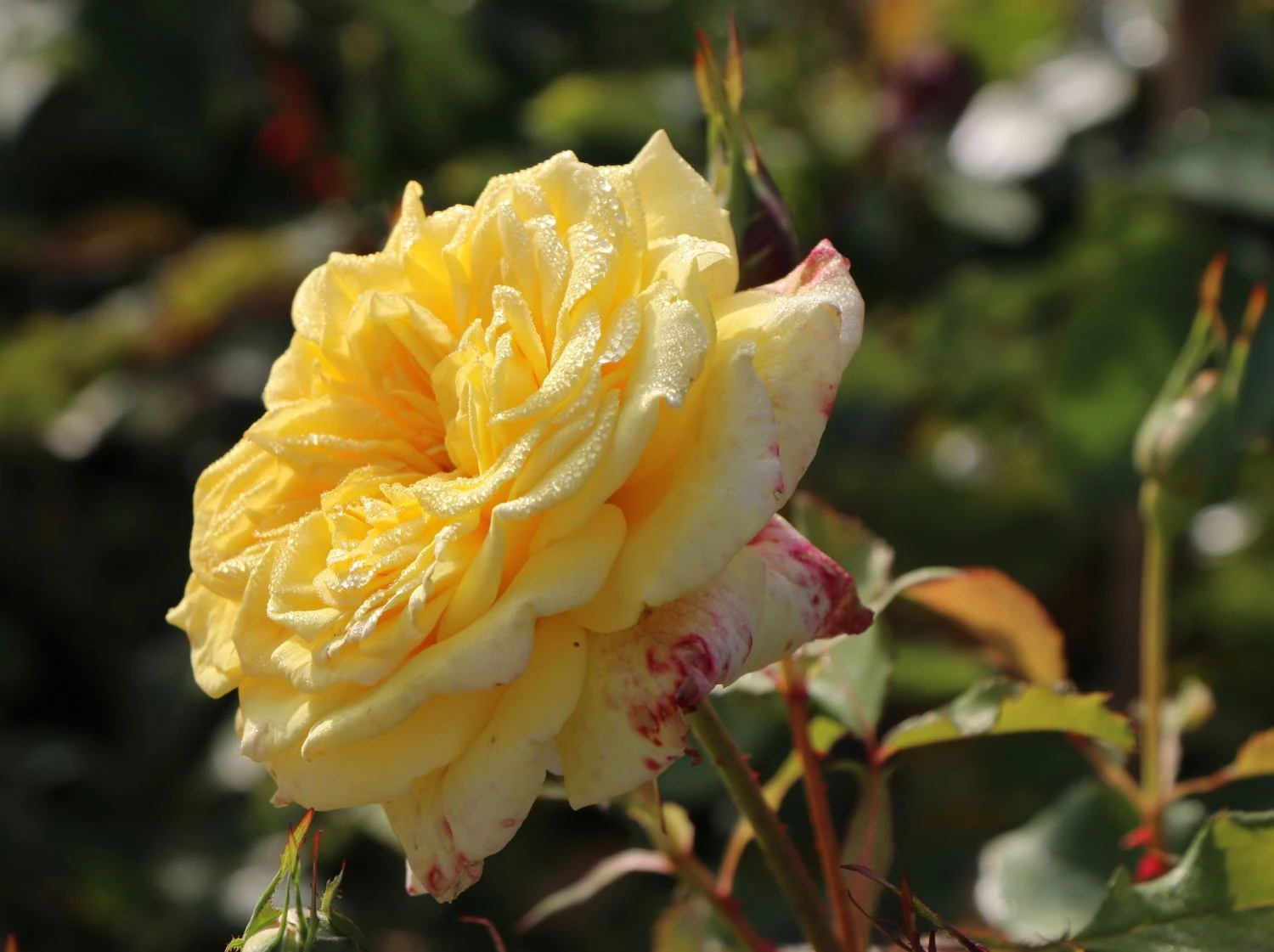 Edelrose 'Sterntaler' ® 2 Edelrose 'Sterntaler' ® – Bild 2