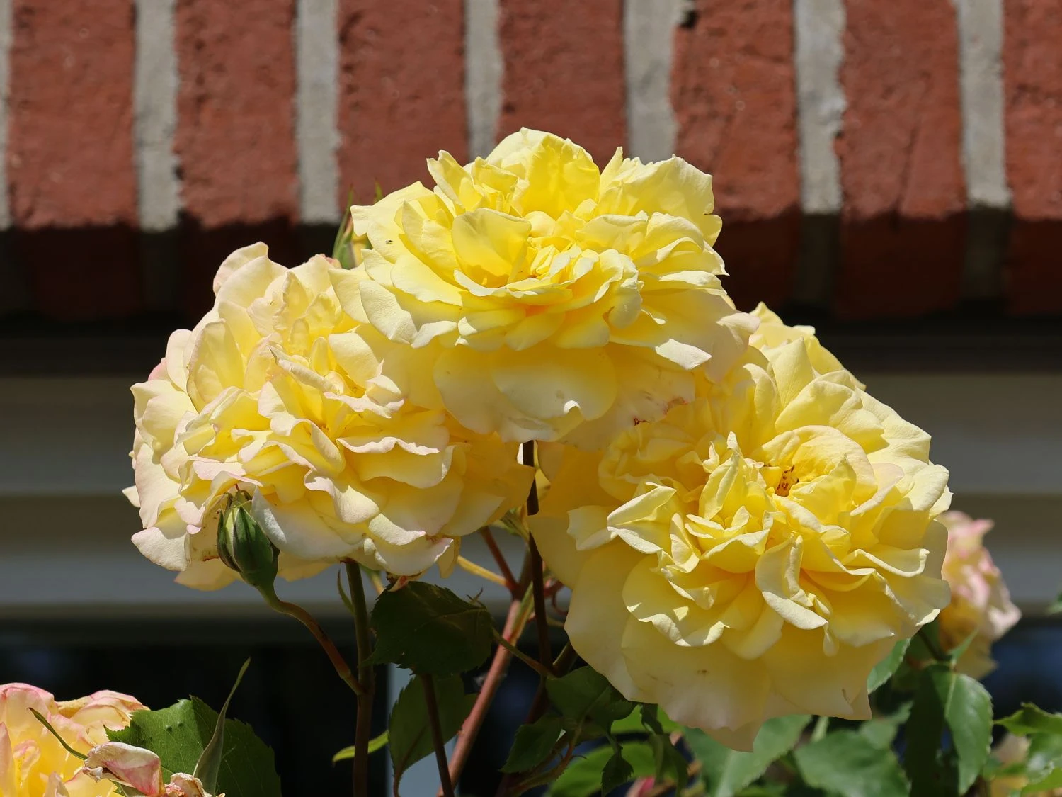 Edelrose 'Sterntaler' ® 7 Edelrose 'Sterntaler' ® – Bild 7