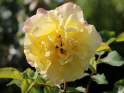 Edelrose 'Sterntaler' ® 13 Edelrose 'Sterntaler' ® -Edelrosen Geschaft edelrose sterntaler m006094 w 7
