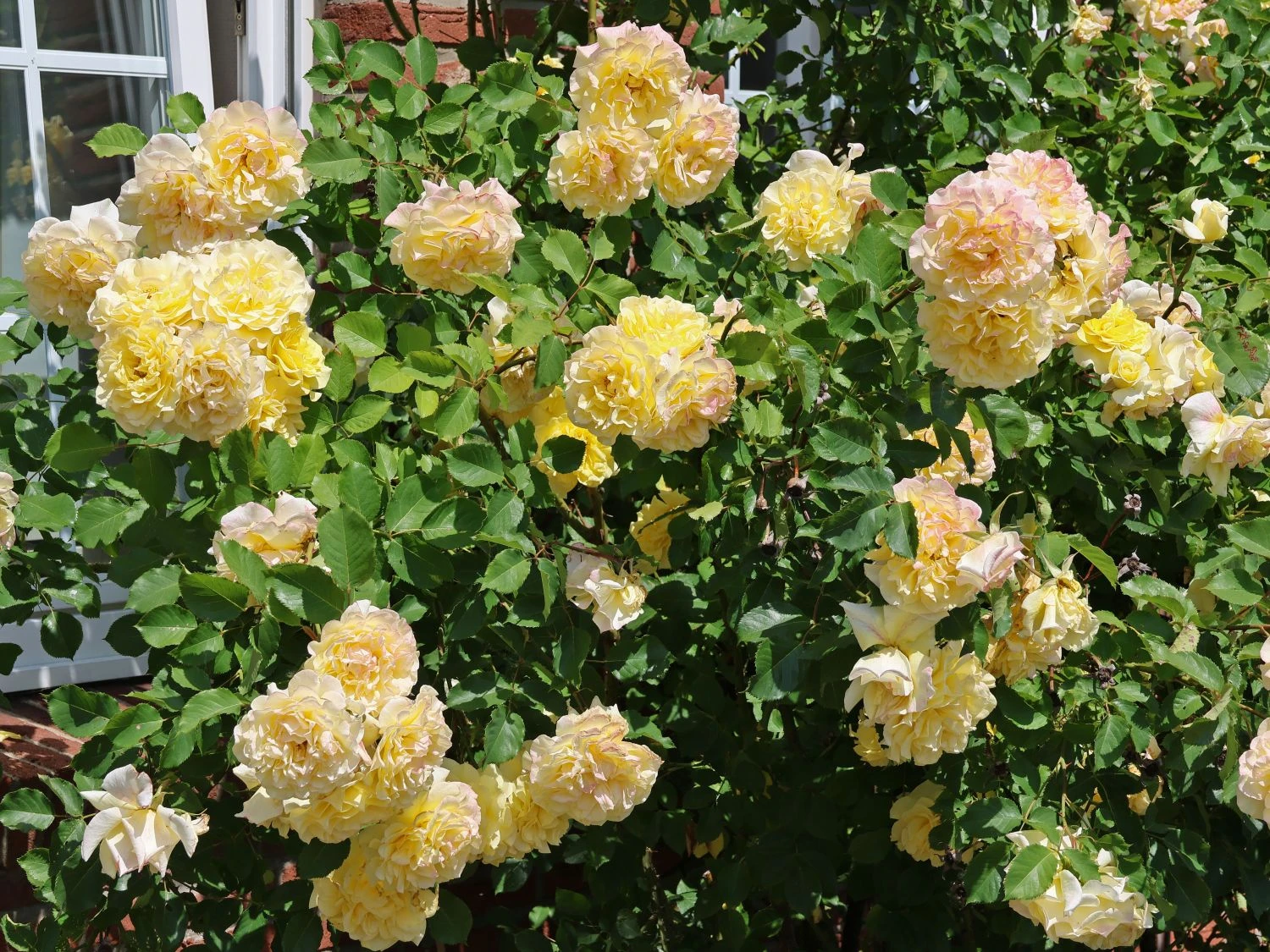 Edelrose 'Sterntaler' ® 10 Edelrose 'Sterntaler' ® – Bild 10