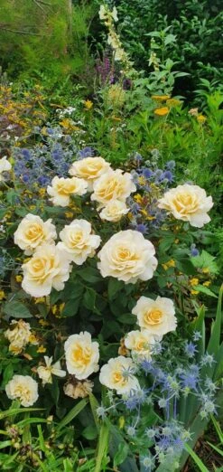 Edelrose 'Sunny Sky' ® 25 Edelrose 'Sunny Sky' ® -Edelrosen Geschaft edelrose sunny sky m046820 743907 0