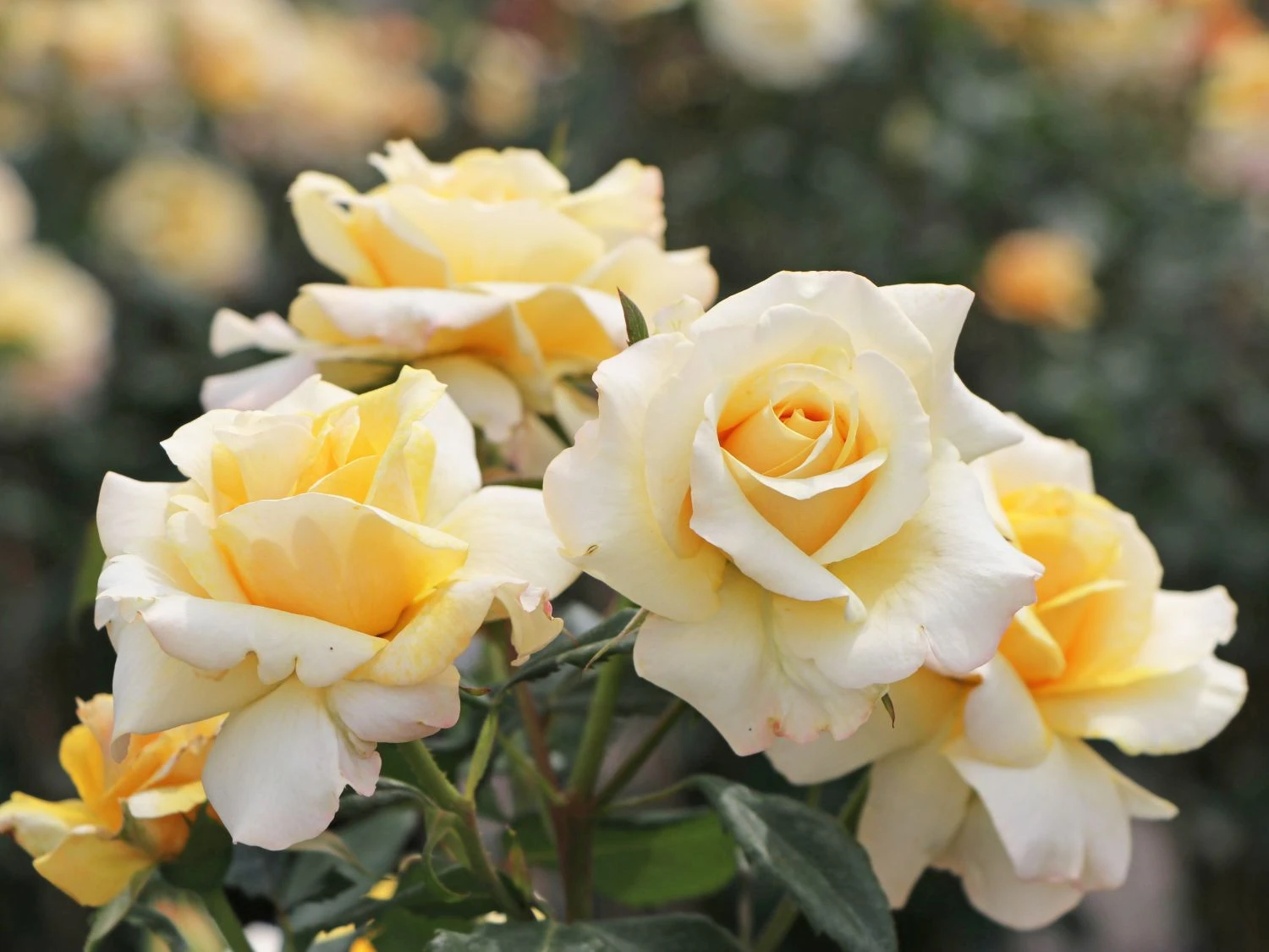 Edelrose 'Sunny Sky' ® 1 Edelrose 'Sunny Sky' ®