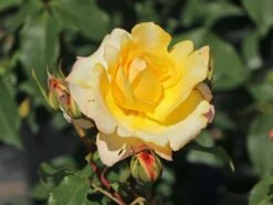 Edelrose 'Sunny Sky' ® 20 Edelrose 'Sunny Sky' ® -Edelrosen Geschaft edelrose sunny sky m046820 w 0