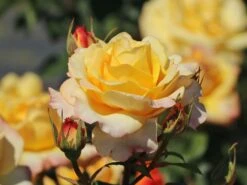 Edelrose 'Sunny Sky' ® 21 Edelrose 'Sunny Sky' ® -Edelrosen Geschaft edelrose sunny sky m046820 w 1