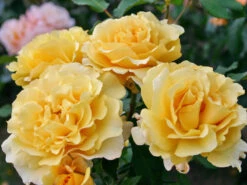 Edelrose 'Sunny Sky' ® 19 Edelrose 'Sunny Sky' ® -Edelrosen Geschaft edelrose sunny sky m046820 w 2