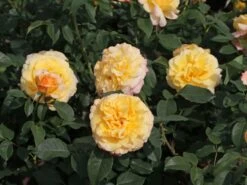 Edelrose 'Sunny Sky' ® 23 Edelrose 'Sunny Sky' ® -Edelrosen Geschaft edelrose sunny sky m046820 w 3