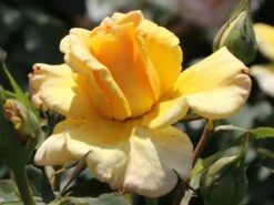 Edelrose 'Sunny Sky' ® 16 Edelrose 'Sunny Sky' ® -Edelrosen Geschaft edelrose sunny sky m046820 w 5
