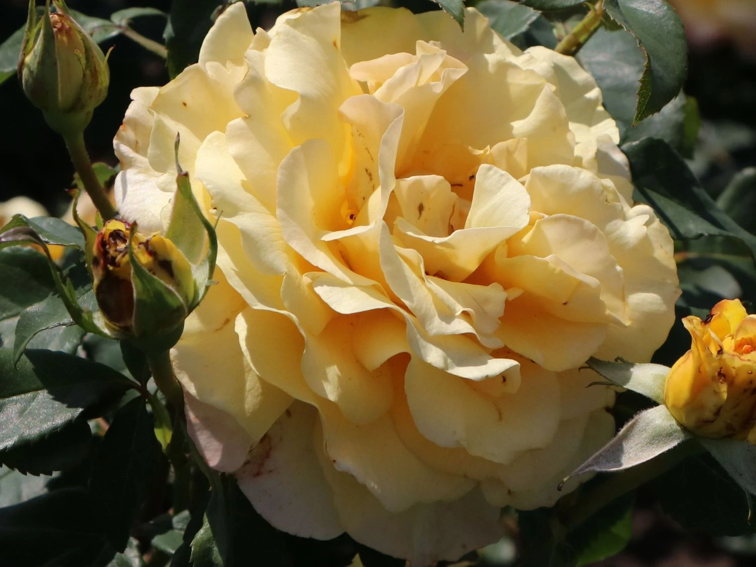 Edelrose 'Sunny Sky' ® 3 Edelrose 'Sunny Sky' ® – Bild 3