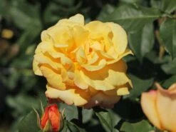 Edelrose 'Sunny Sky' ® 17 Edelrose 'Sunny Sky' ® -Edelrosen Geschaft edelrose sunny sky m046820 w 7