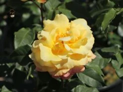 Edelrose 'Sunny Sky' ® 18 Edelrose 'Sunny Sky' ® -Edelrosen Geschaft edelrose sunny sky m046820 w 8