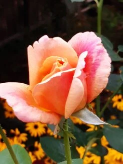 Edelrose 'Sutter's Gold' -Edelrosen Geschaft edelrose sutters gold m003398 193676 0