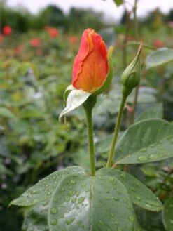 Edelrose 'Sutter's Gold' -Edelrosen Geschaft edelrose sutters gold m003398 w 0