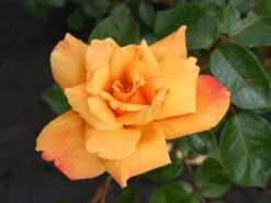 Edelrose 'Sutter's Gold' -Edelrosen Geschaft edelrose sutters gold m003398 w 1