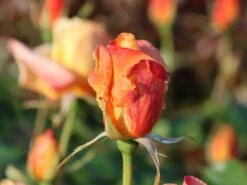 Edelrose 'Sutter's Gold' -Edelrosen Geschaft edelrose sutters gold m003398 w 2