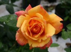 Edelrose 'Sutter's Gold' -Edelrosen Geschaft edelrose sutters gold m003398 w 4
