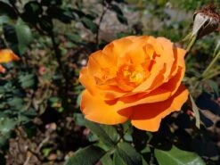 Edelrose 'Tea Time' ® -Edelrosen Geschaft edelrose tea time m005988 300870 0