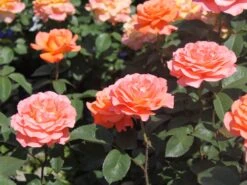 Edelrose 'Tea Time' ® -Edelrosen Geschaft edelrose tea time m005988 w 0